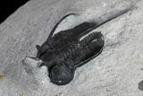 Bargain, Devil Horned Cyphaspis Trilobite - Mrakib, Morocco #119636-3